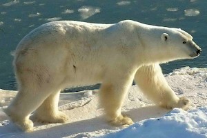 Dossier: Dossier Arktis